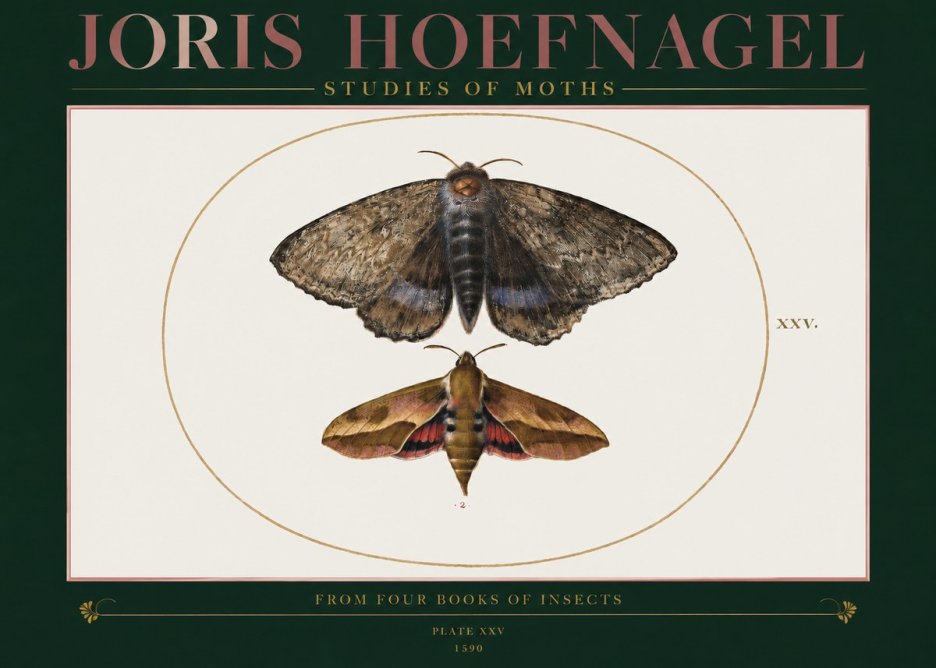 Joris Hoefnagel Studies of Moths I No2 - Plakat