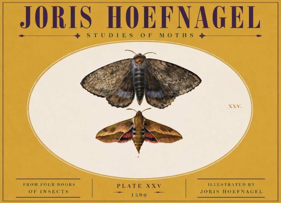 Joris Hoefnagel Studies of Moths I No5 - Plakat