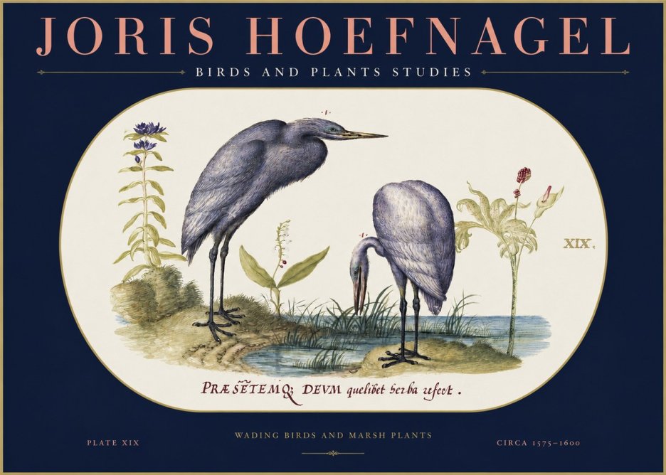 Joris Hoefnagel Wading Birds and Marsh Plants No2 - Plakat