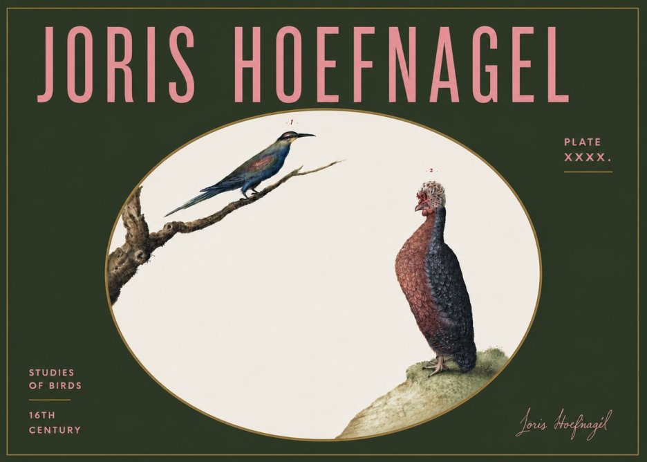 Joris Hoefnagel Studies of Birds I No5 - Plakat