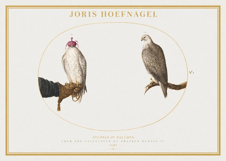 Joris Hoefnagel Studies of Falcons No2 - Plakat
