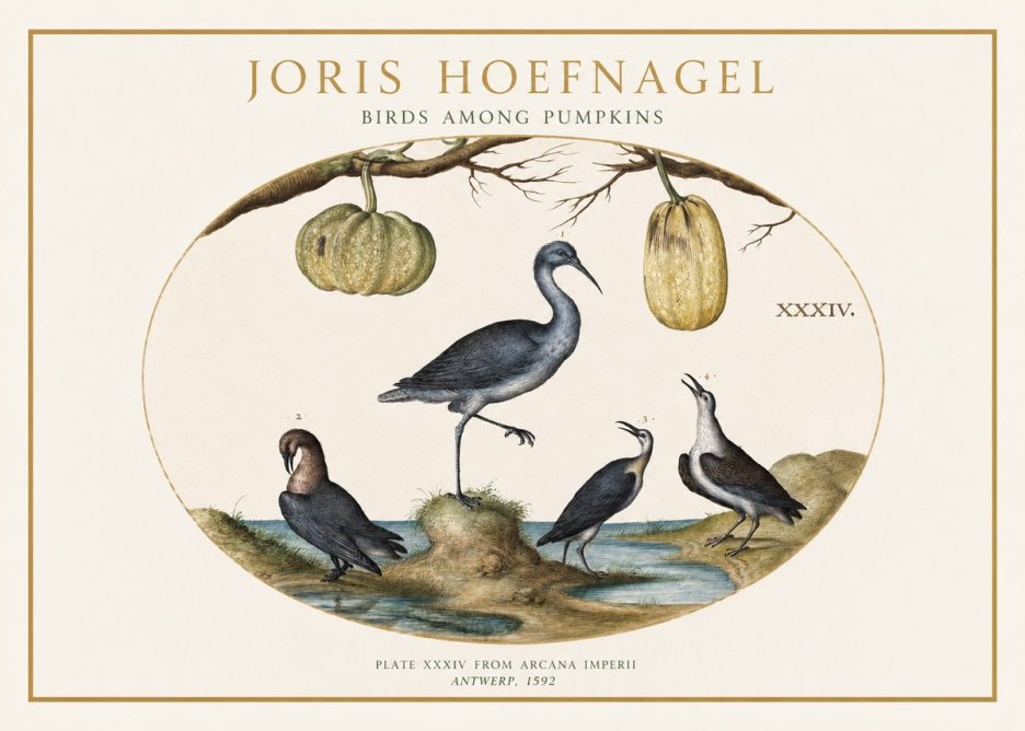 Joris Hoefnagel Birds and Fruits No2 - Plakat