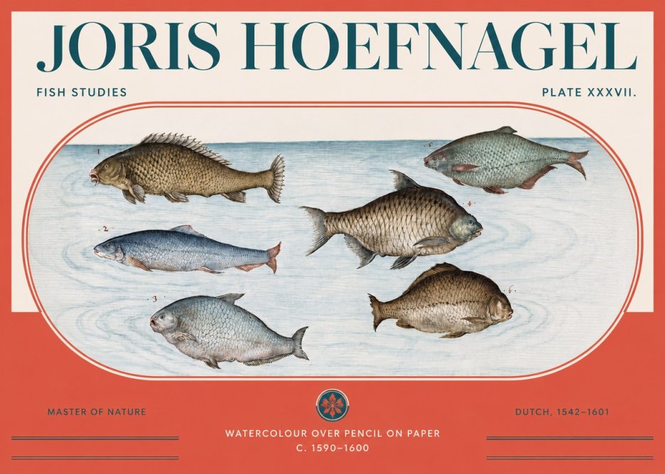 Joris Hoefnagel Six Freshwater Fish No3 - Plakat