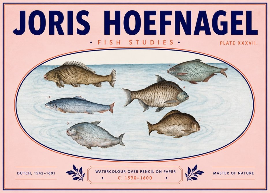 Joris Hoefnagel Six Freshwater Fish No6 - Plakat