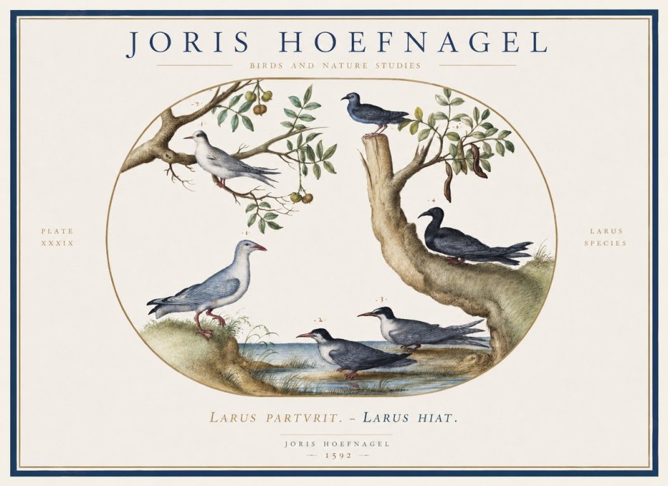 Joris Hoefnagel Studies of Birds II No6 - Plakat