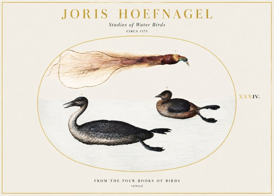Joris Hoefnagel Studies of Water Birds No1 - Plakat