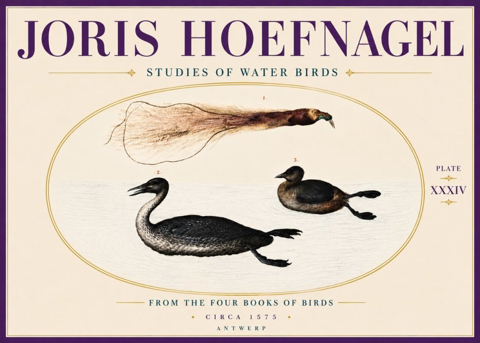 Joris Hoefnagel Studies of Water Birds No6 - Plakat