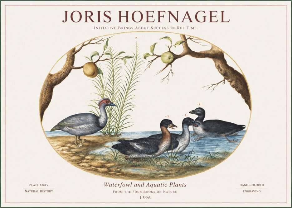 Joris Hoefnagel Waterfowl and Aquatic Plants No1 - Plakat