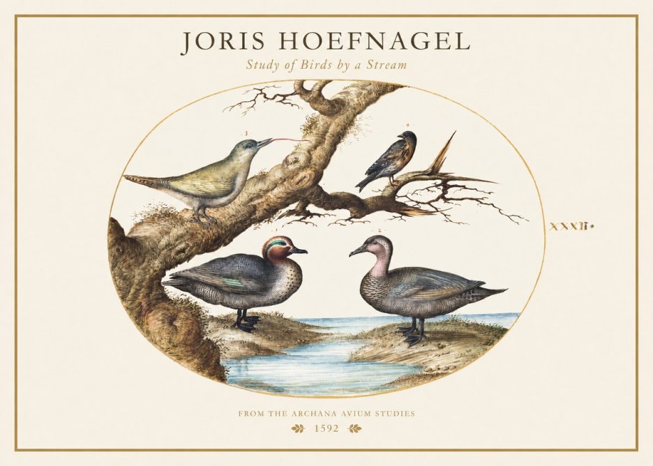 Joris Hoefnagel Study of Birds by a Stream No1 - Plakat