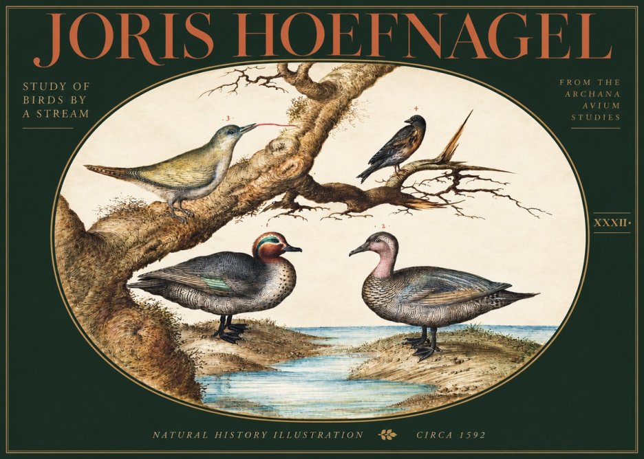 Joris Hoefnagel Study of Birds by a Stream No3 - Plakat