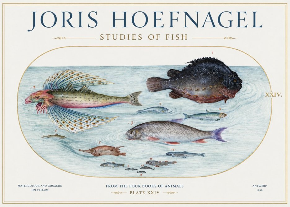 Joris Hoefnagel Studies of Fish II No1 - Plakat