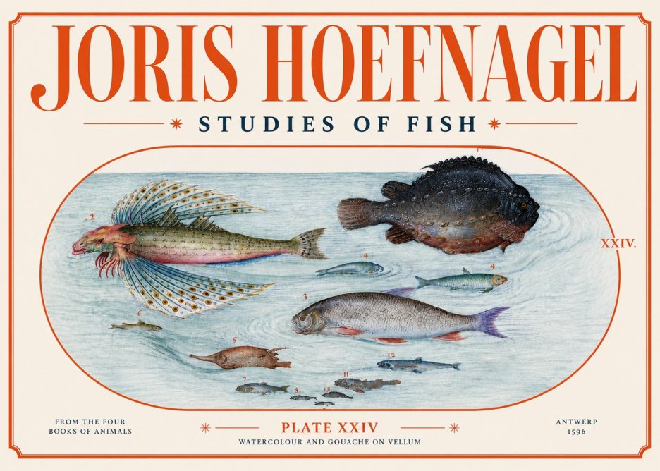 Joris Hoefnagel Studies of Fish II No4 - Plakat