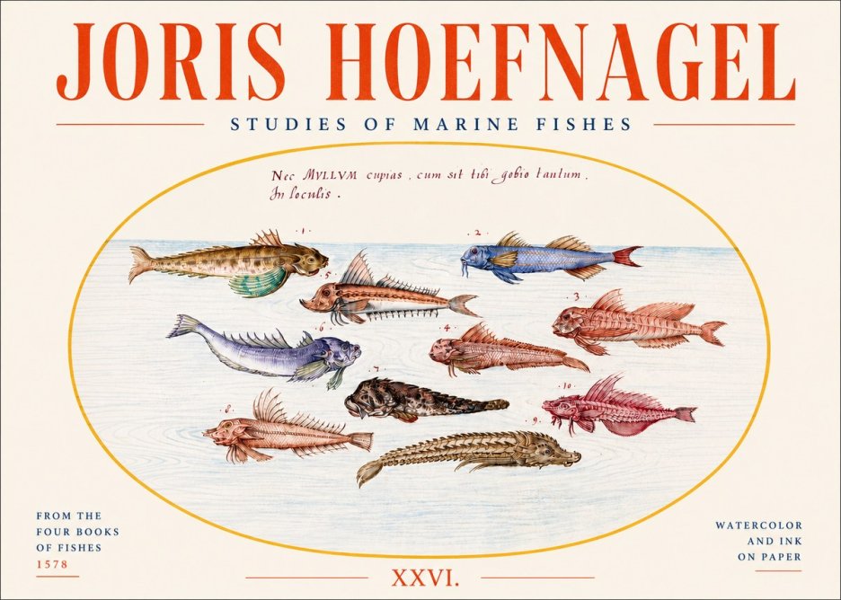 Joris Hoefnagel Studies of Marine Fishes No4 - Plakat