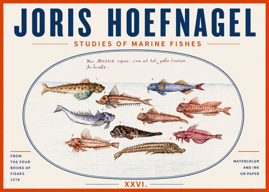 Joris Hoefnagel Studies of Marine Fishes No5 - Plakat