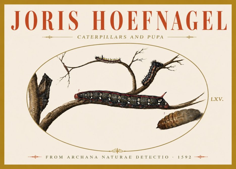 Joris Hoefnagel Caterpillars and Pupa No6 - Plakat