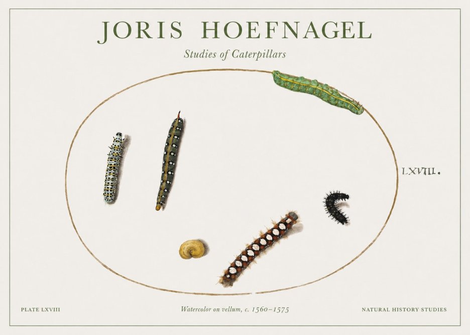 Joris Hoefnagel Studies of Caterpillars No1 - Plakat