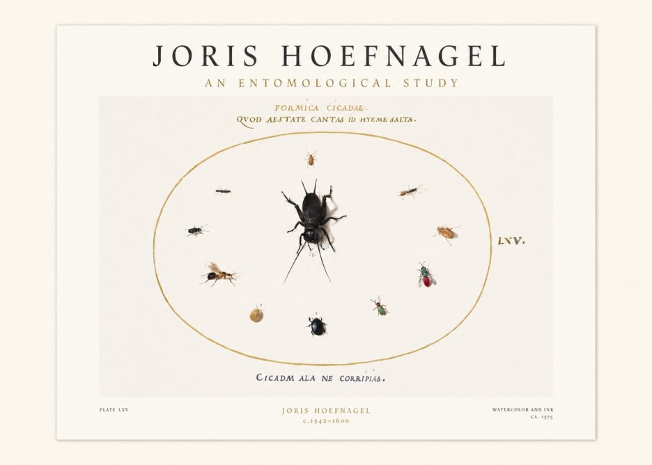 Joris Hoefnagel Formica Cicadae No1 - Plakat