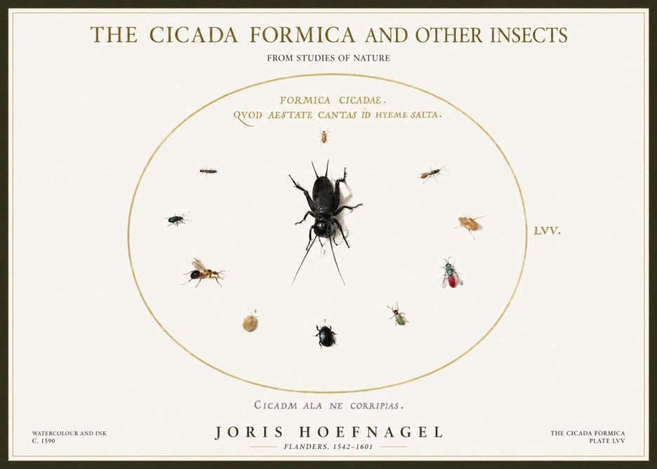Joris Hoefnagel Formica Cicadae No5 - Plakat