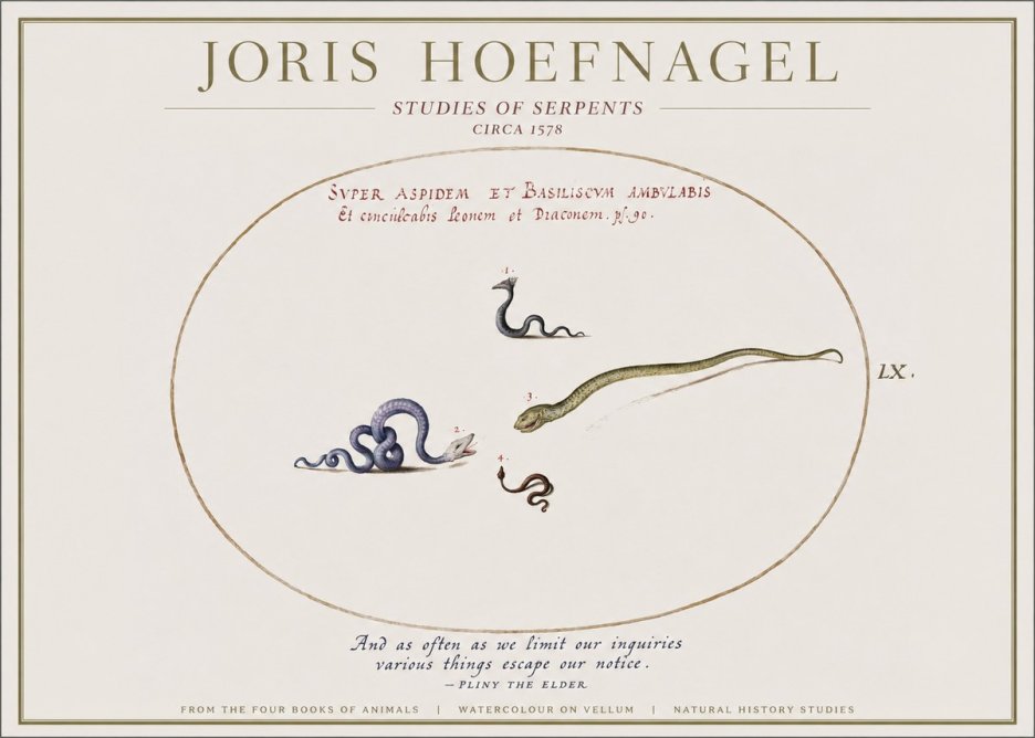 Joris Hoefnagel Studies of Serpents No1 - Plakat