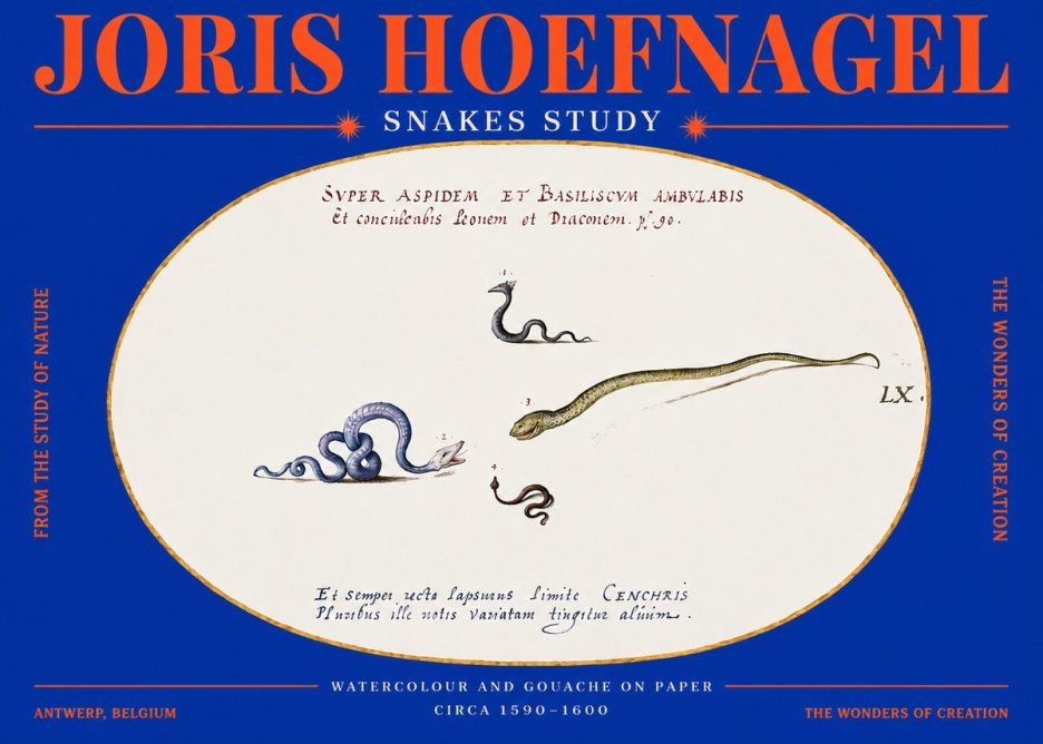 Joris Hoefnagel Studies of Serpents No4 - Plakat