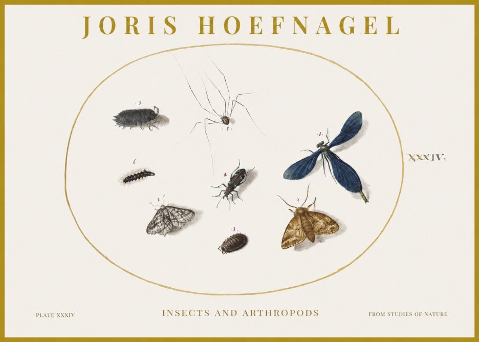 Joris Hoefnagel Insects and Arthropods No1 - Plakat