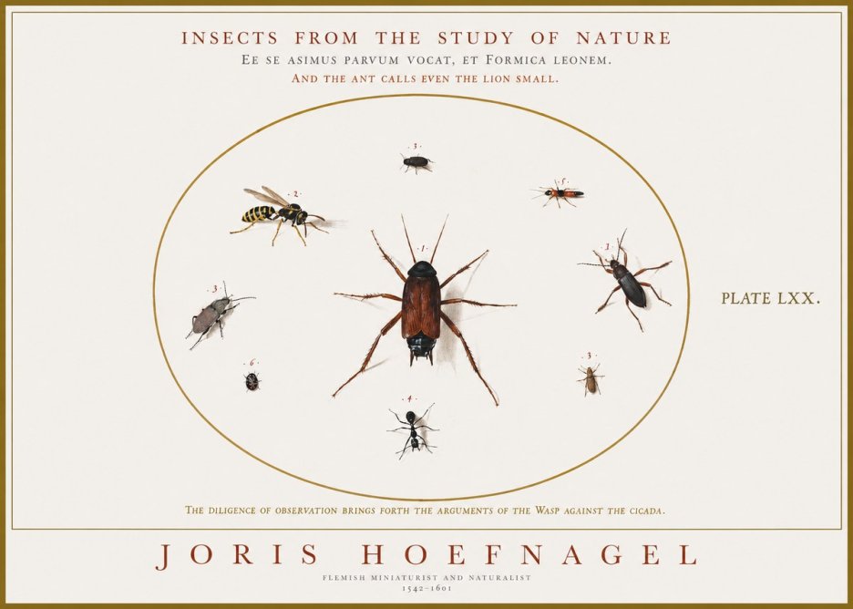 Joris Hoefnagel Insects from the Study of Nature No1 - Plakat