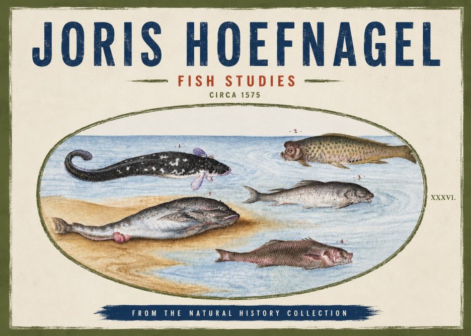 Joris Hoefnagel Fish Studies No4 - Plakat