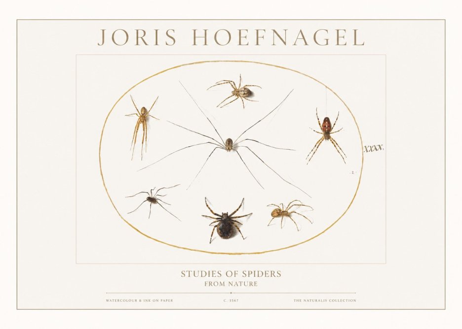 Joris Hoefnagel Studies of Spiders from Nature No1 - Plakat