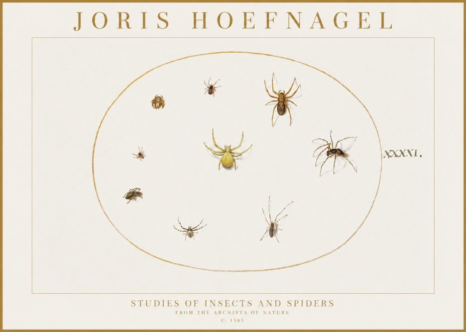 Joris Hoefnagel Studies of Insects and Spiders No1 - Plakat