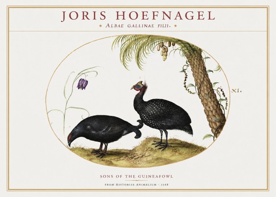 Joris Hoefnagel Albae Gallinae Filii. No2 - Plakat