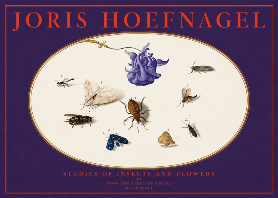 Joris Hoefnagel Studies of Insects and Flowers No6 - Plakat