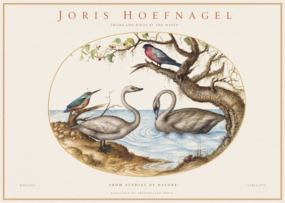 Joris Hoefnagel Swans and Birds by the Water No1 - Plakat
