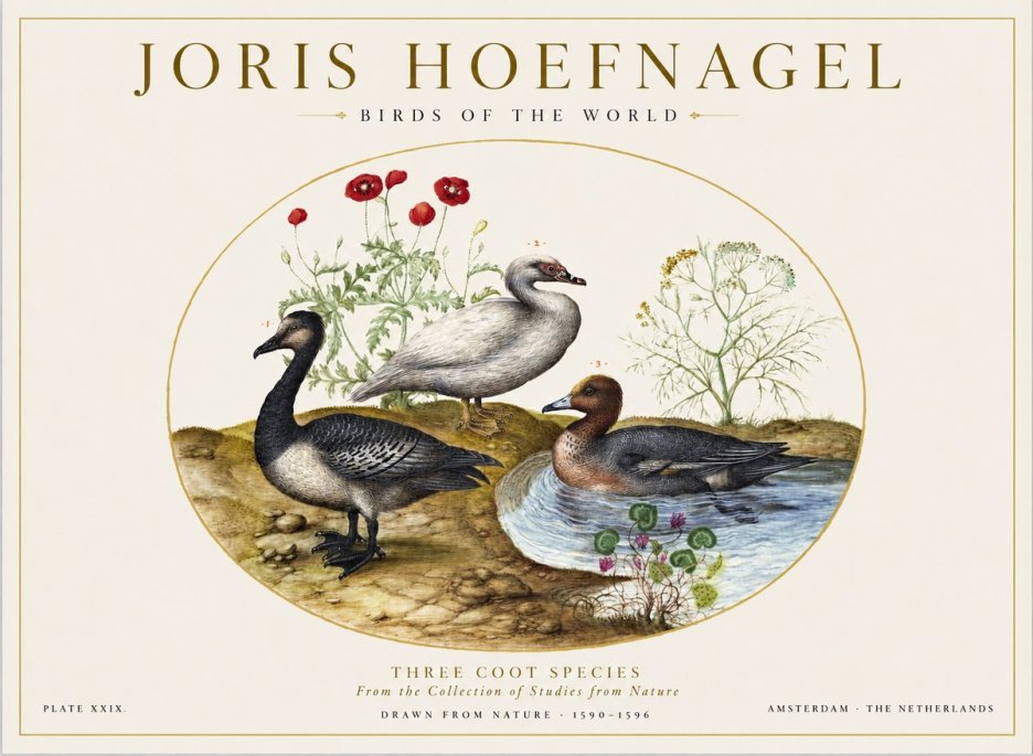 Joris Hoefnagel Three Coot Species No1 - Plakat