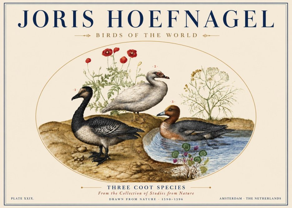 Joris Hoefnagel Three Coot Species No5 - Plakat