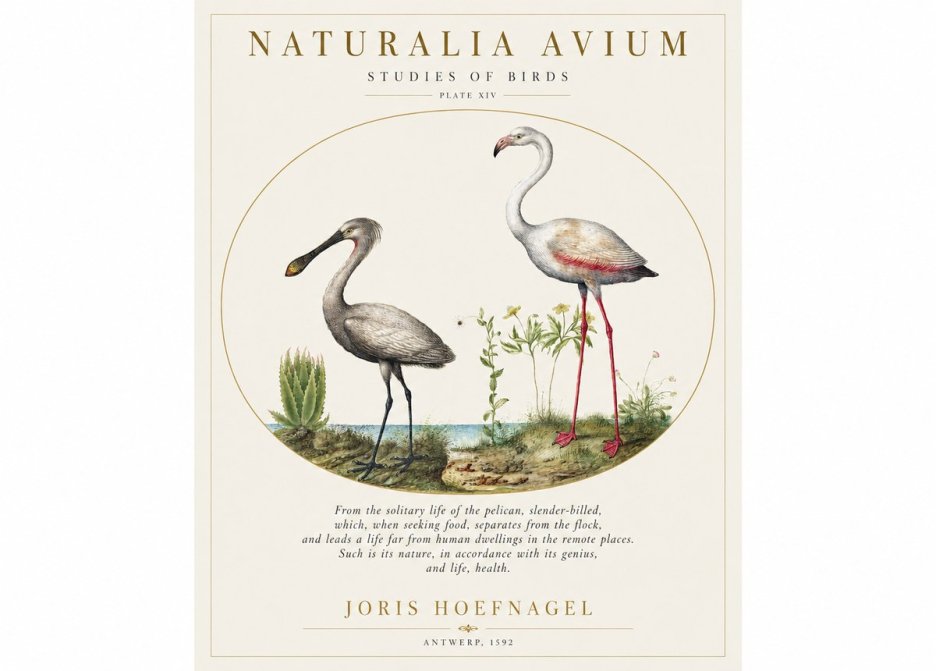 Joris Hoefnagel The Solitary Sanctuary of the Spoonbill and the Flamingo No2 - Plakat