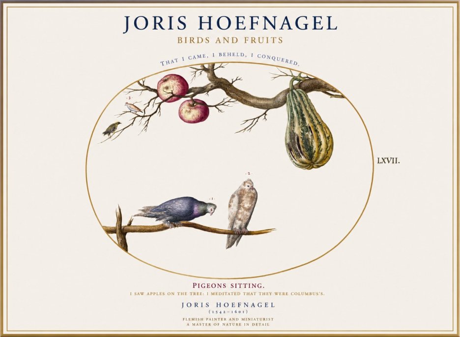 Joris Hoefnagel Pigeons Sitting. No1 - Plakat