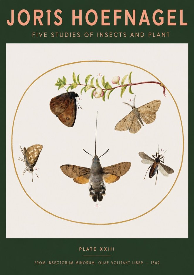 Joris Hoefnagel Five Studies of Insects and Plant No3 - Plakat