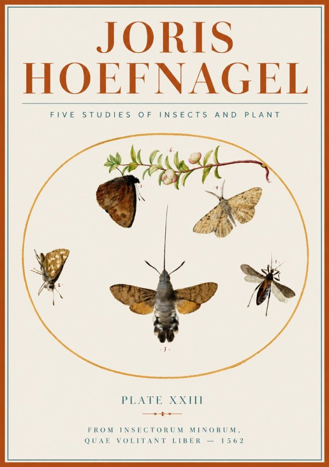 Joris Hoefnagel Five Studies of Insects and Plant No4 - Plakat