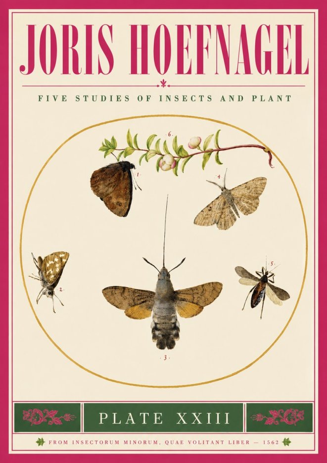 Joris Hoefnagel Five Studies of Insects and Plant No5 - Plakat