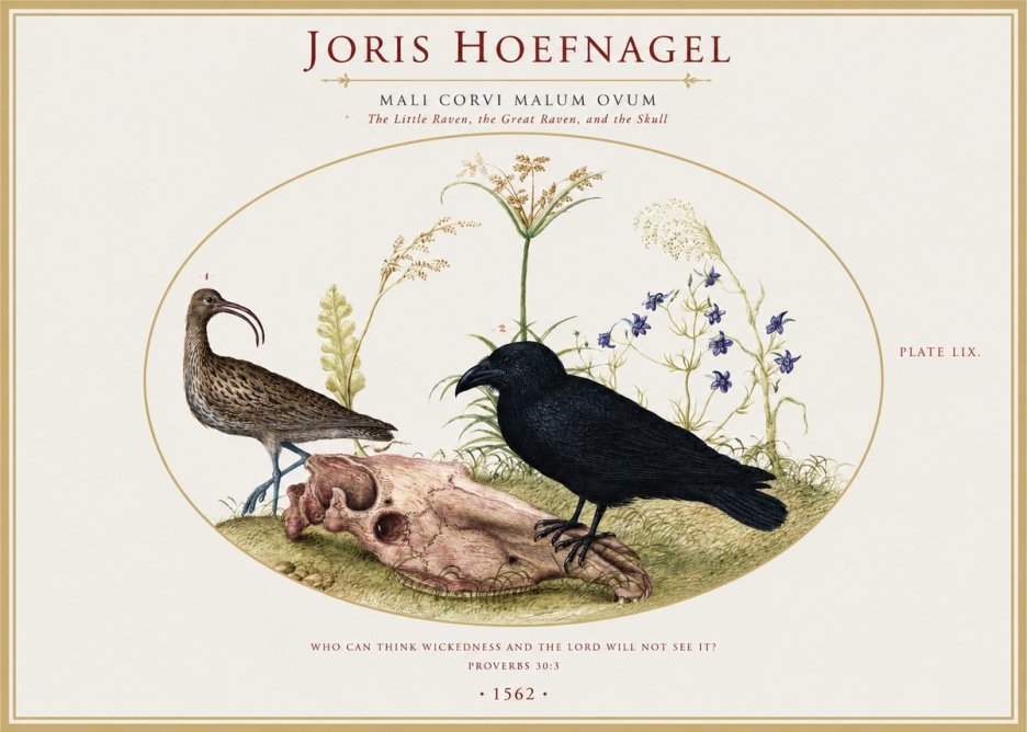Joris Hoefnagel The Little Raven, the Great Raven, and the Skull No1 - Plakat