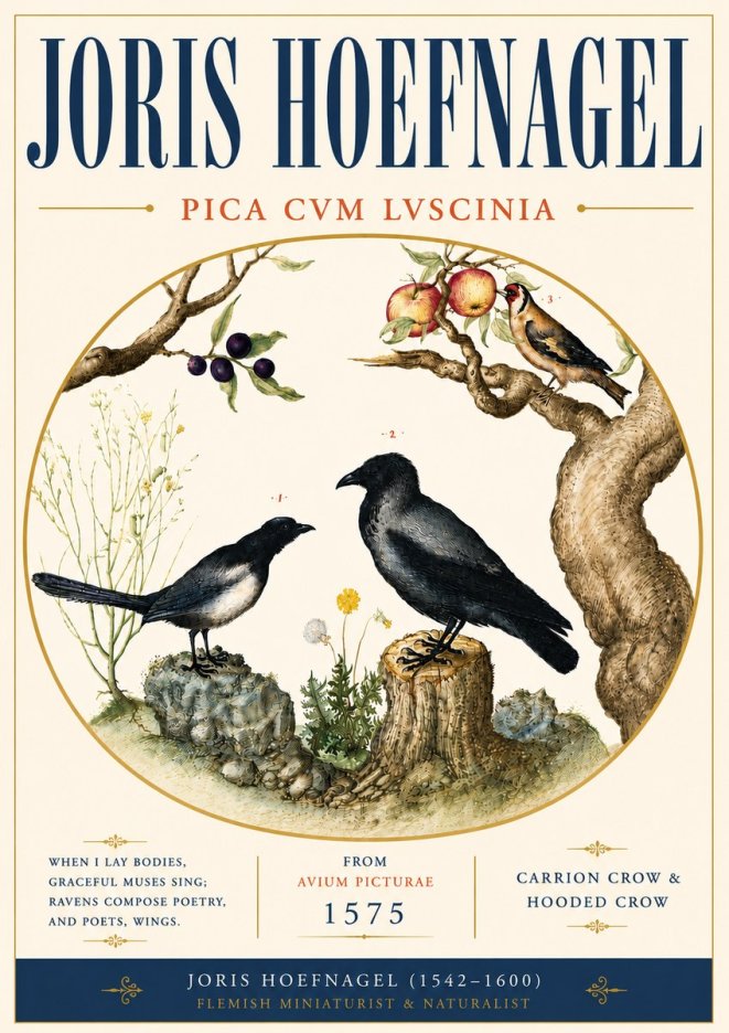 Joris Hoefnagel Carrion Crow & Hooded Crow No6 - Plakat
