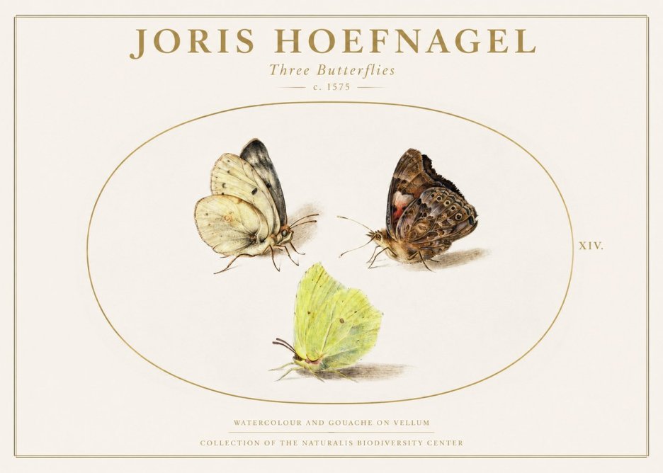 Joris Hoefnagel Three Butterflies II No1 - Plakat