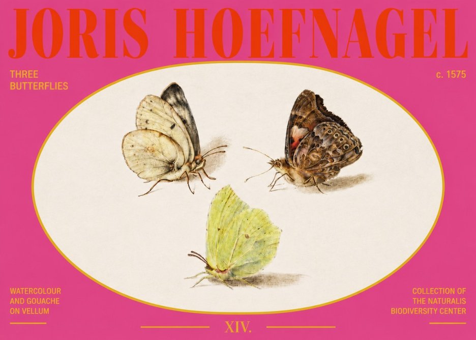 Joris Hoefnagel Three Butterflies II No3 - Plakat