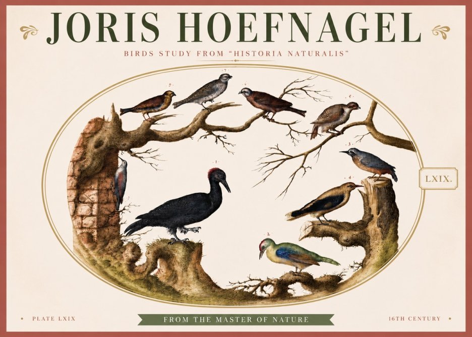 Joris Hoefnagel Birds in an Oval Frame No4 - Plakat
