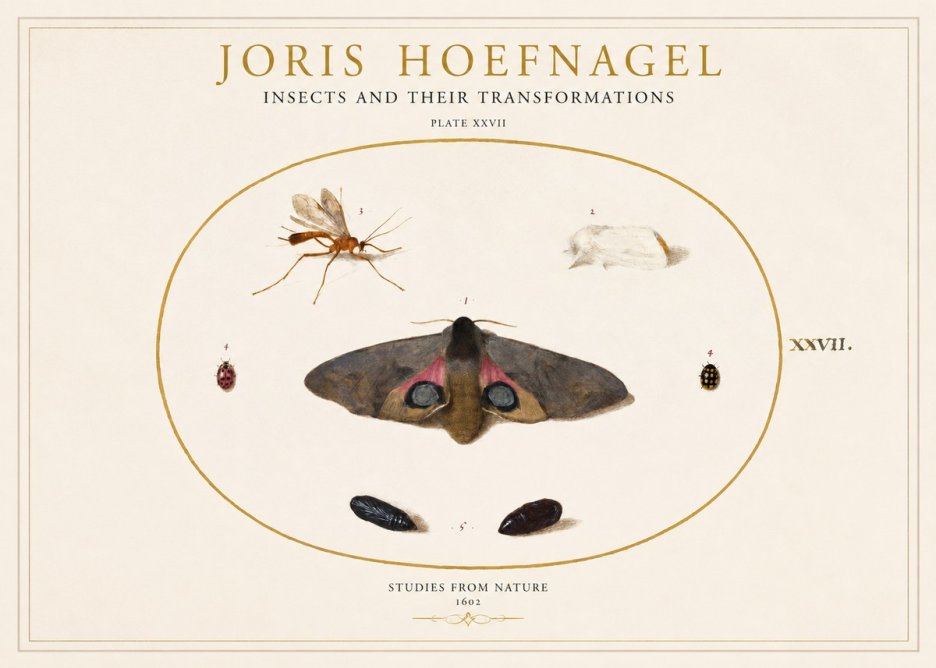 Joris Hoefnagel Insects and Their Transformations - Plate Xxvii No1 - Plakat