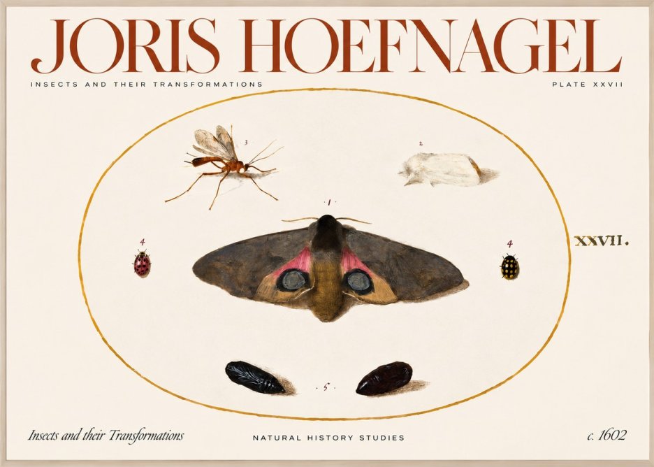 Joris Hoefnagel Insects and Their Transformations - Plate Xxvii No2 - Plakat
