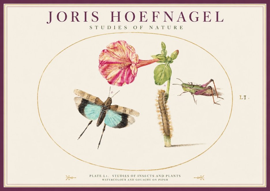 Joris Hoefnagel Plate L1. Studies of Insects and Plants No1 - Plakat