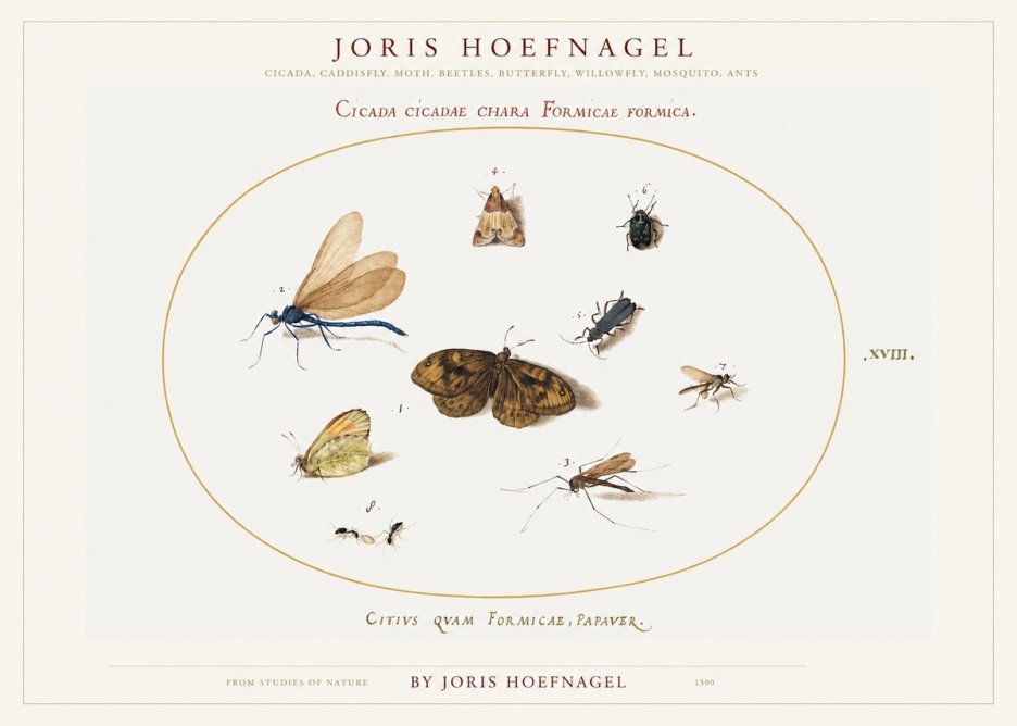 Joris Hoefnagel Cicada Cicadae Chara Formicae Formica. No1 - Plakat