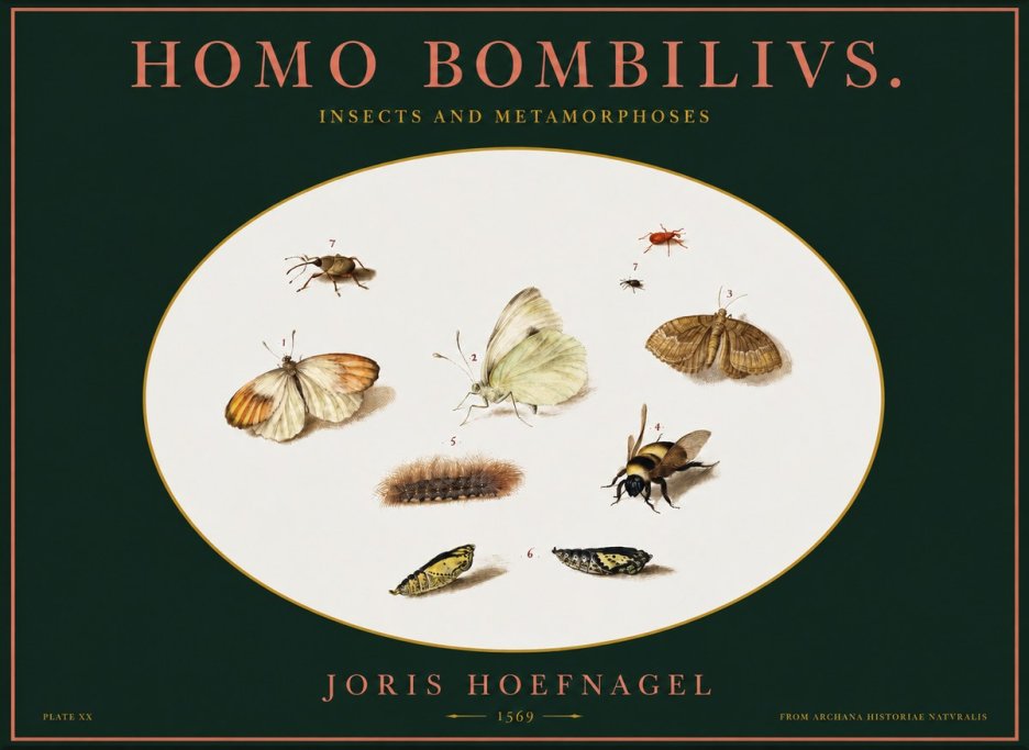 Joris Hoefnagel Homo Bombilivs. Insecta Et Metamorphoses No2 - Plakat