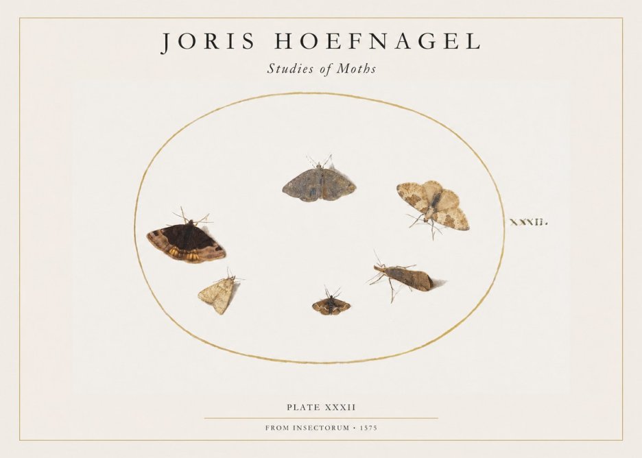 Joris Hoefnagel Studies of Moths III No1 - Plakat